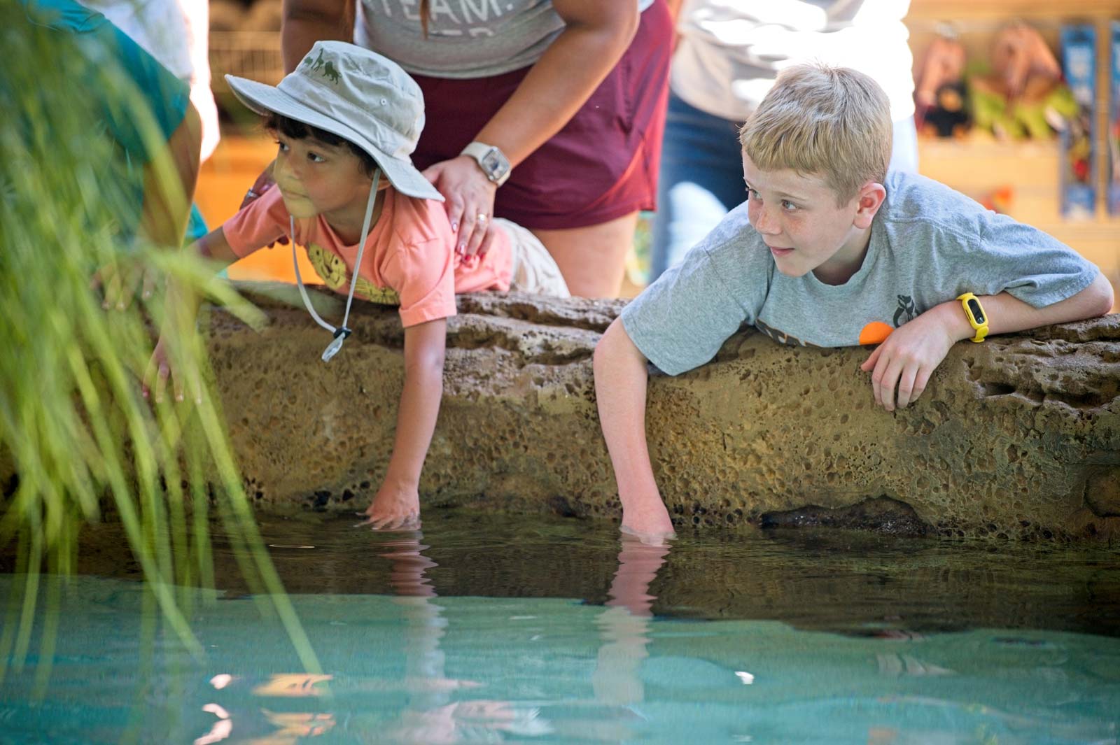 Kids reaching in to pet the stingrays at the ZooTampa Stingray Exhibit designed by BGE, Inc.